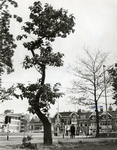 600931 Afbeelding van enkele bomen in het Moreelsepark te Utrecht, met op de achtergrond de bebouwing aan het ...